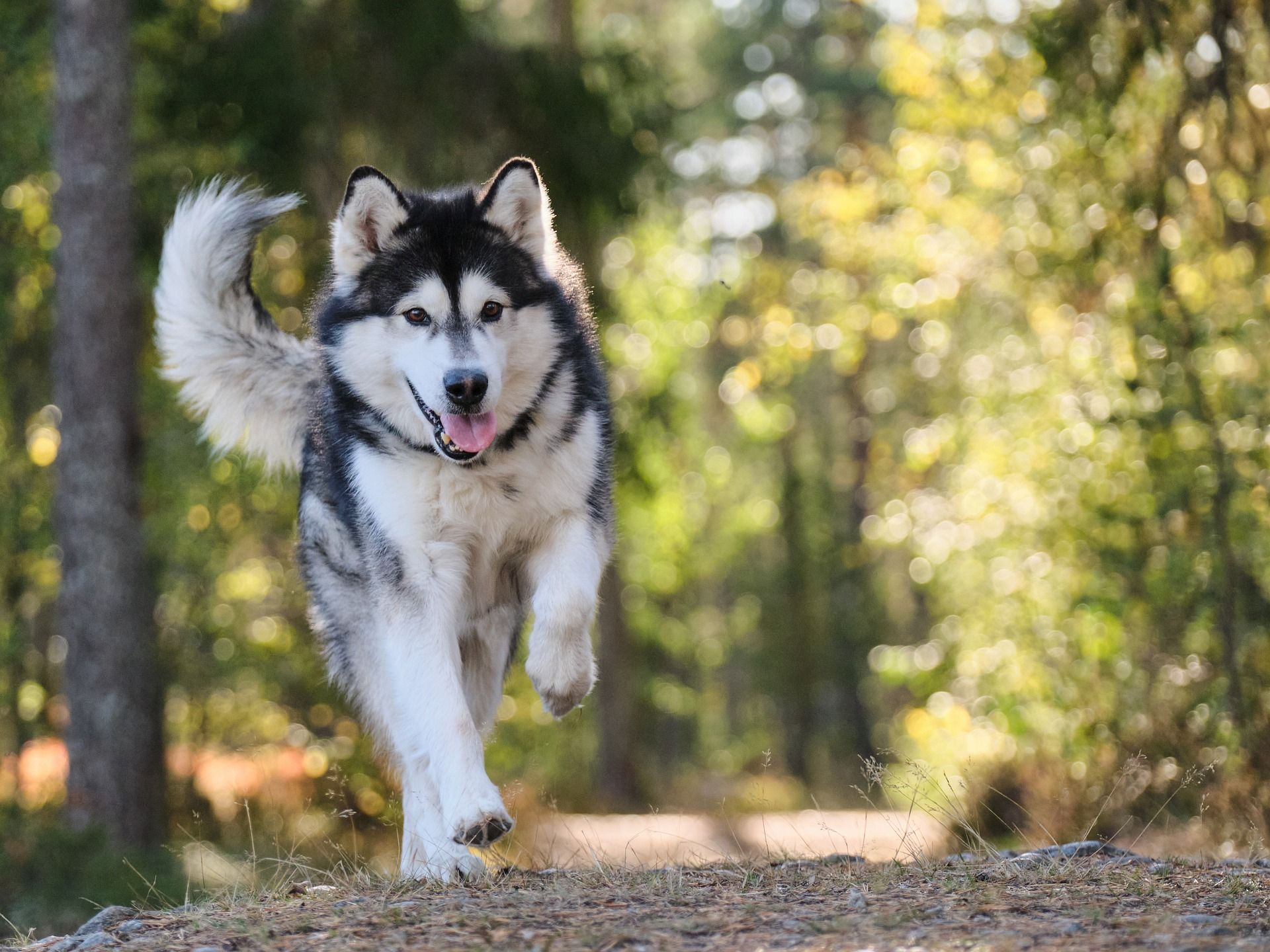 costi pensione cane al giorno