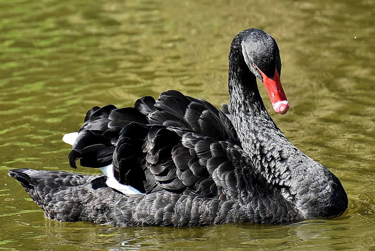 cigno nero